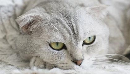 世界杯手机观看-【观察】火箭猜不透的哈登谜语 交易已是唯一结局？