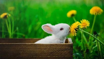 世界杯高清直播-薛定谔的齐达内：社会性起死回生+1